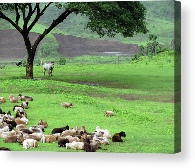 Horse Acrylic Print featuring the photograph Flock Of Sheep by Happy Happy World