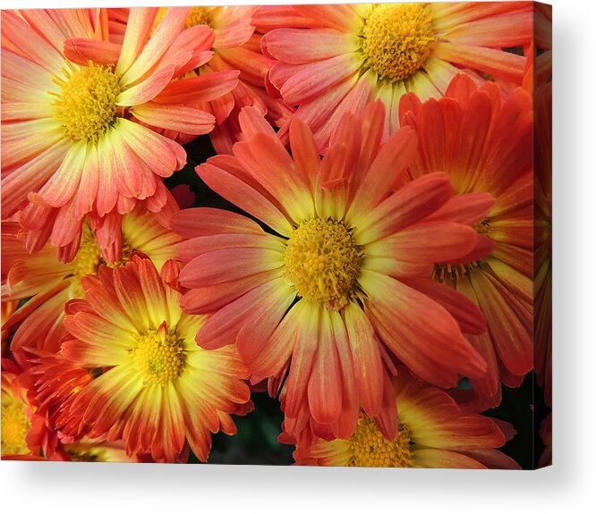 Flower Acrylic Print featuring the photograph Floral Frenzy 2 by Robert Mitchell