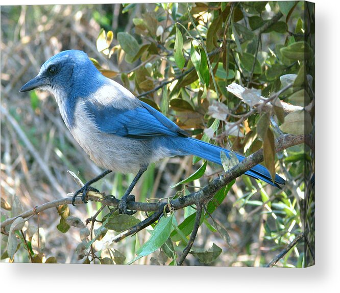 Nature Acrylic Print featuring the photograph Florida Scrub Jay by Peggy Urban