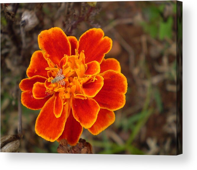  Acrylic Print featuring the photograph Flower 1 by Florentina De Carvalho