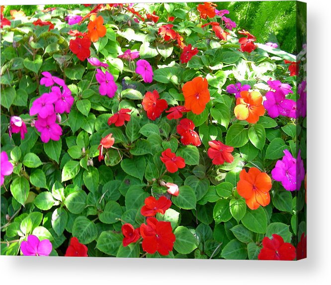 Digital Art Acrylic Print featuring the photograph Flower Patch by Jean Wolfrum