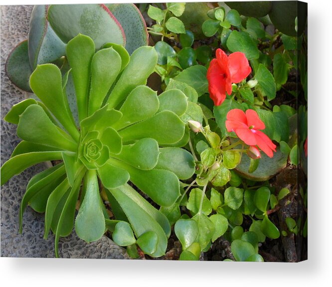 Plants Acrylic Print featuring the photograph Flowers of Laguna Woods by Val Oconnor