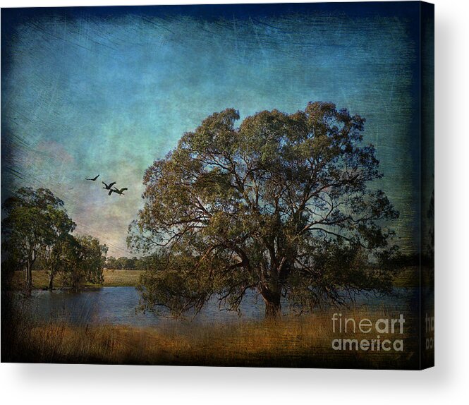 Trees Acrylic Print featuring the photograph Fly away ... by Chris Armytage