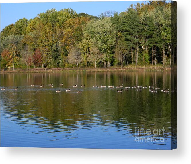 Lake Photography Acrylic Print featuring the photograph Follow The Leader by Emmy Vickers