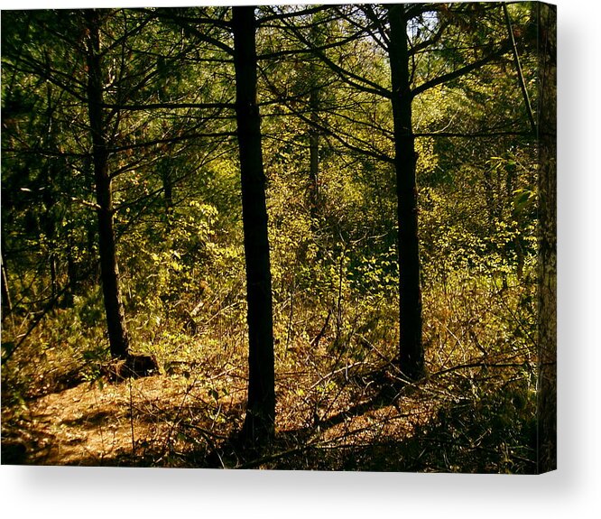 Trees Acrylic Print featuring the photograph Forest Hike by Moriah Brown