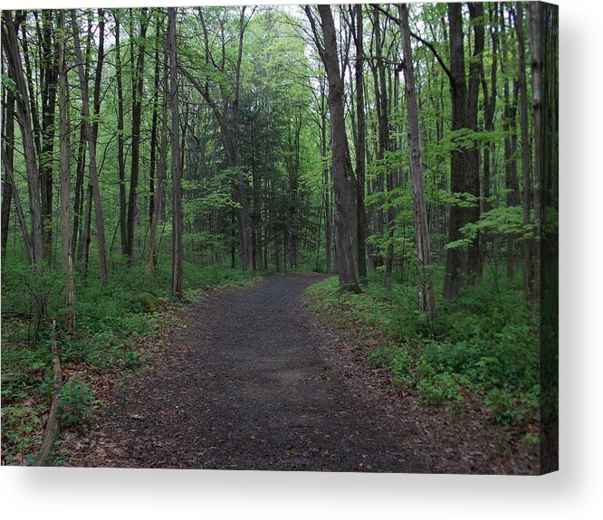 Nature Acrylic Print featuring the photograph Forest trail by Catherine Gagne