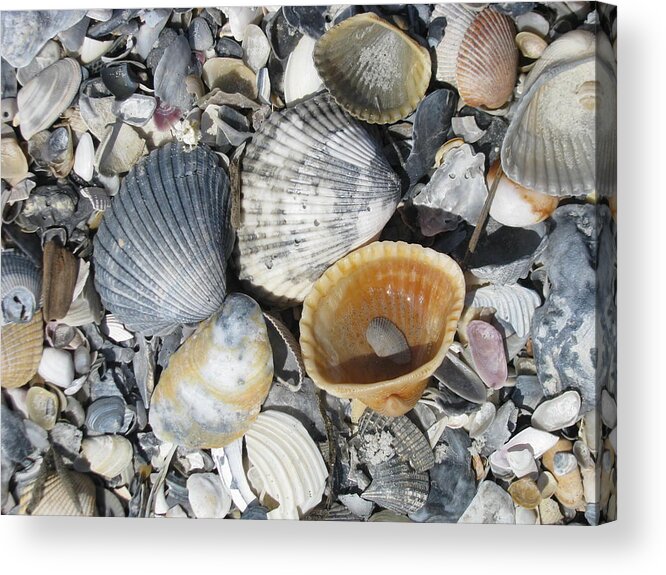 Landscape Acrylic Print featuring the photograph Four Beautiful Shells by Ellen Meakin