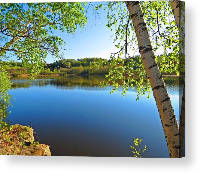 Birch Acrylic Print featuring the photograph Framed by Birch by MTBobbins Photography