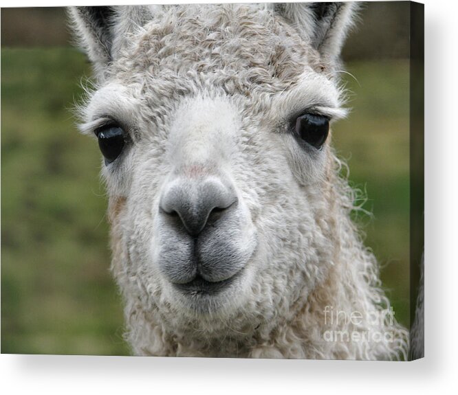 Llama Acrylic Print featuring the photograph Friends From The Field by Rory Siegel