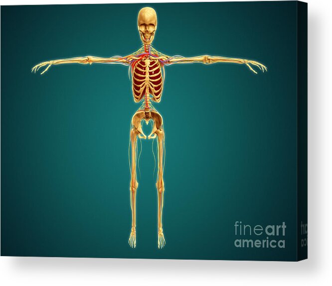 Biomedical Illustrations Acrylic Print featuring the digital art Front View Of Human Skeleton by Stocktrek Images