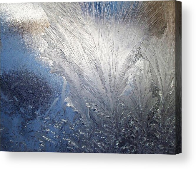 Frost Ferns Acrylic Print featuring the photograph Frost Ferns by Joy Nichols