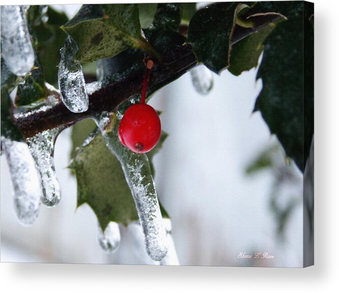 Holly Acrylic Print featuring the photograph Frosted Holly by Shana Rowe Jackson