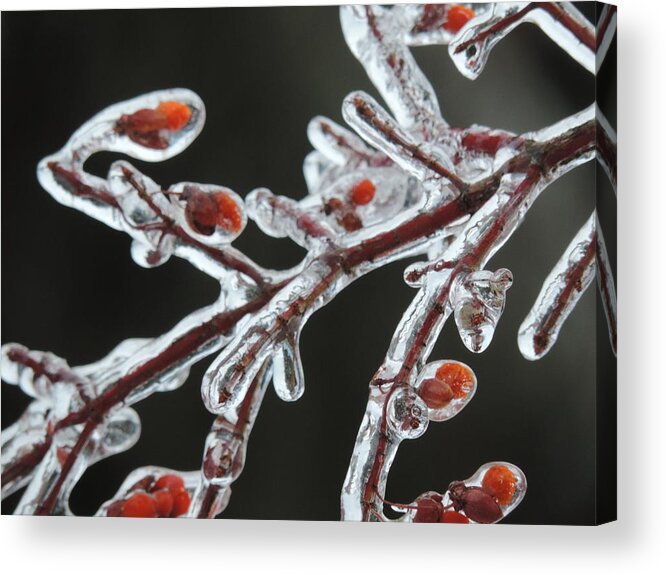 Red Acrylic Print featuring the photograph Frozen Red Berries by Bill Tomsa