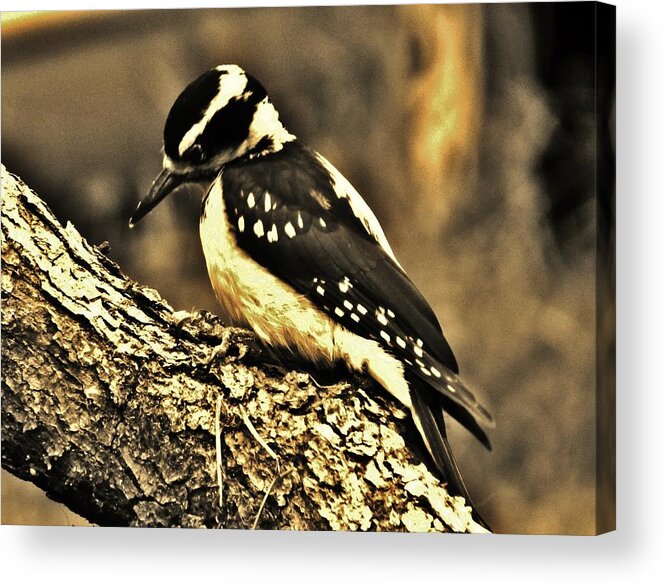 Bird Acrylic Print featuring the photograph Full-Color Not Needed by VLee Watson