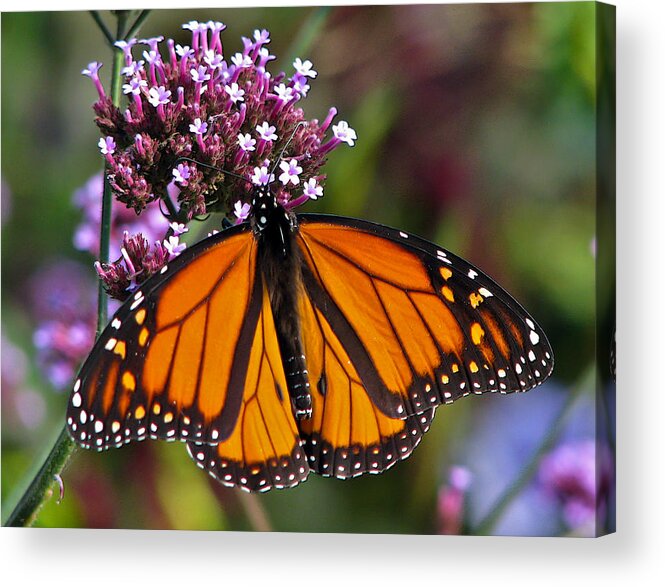 Monarch Acrylic Print featuring the photograph Garden Monarch by John Haldane