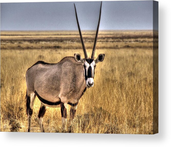 Gemsbok Acrylic Print featuring the photograph Gemsbok in Masai Mara Game Reserve in Kenya by Paul James Bannerman