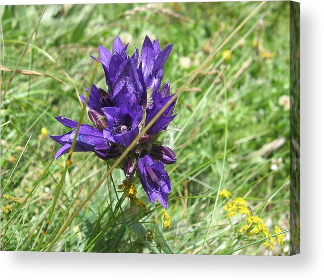 Gentian Acrylic Print featuring the photograph Gentian by Alina Cristina Frent
