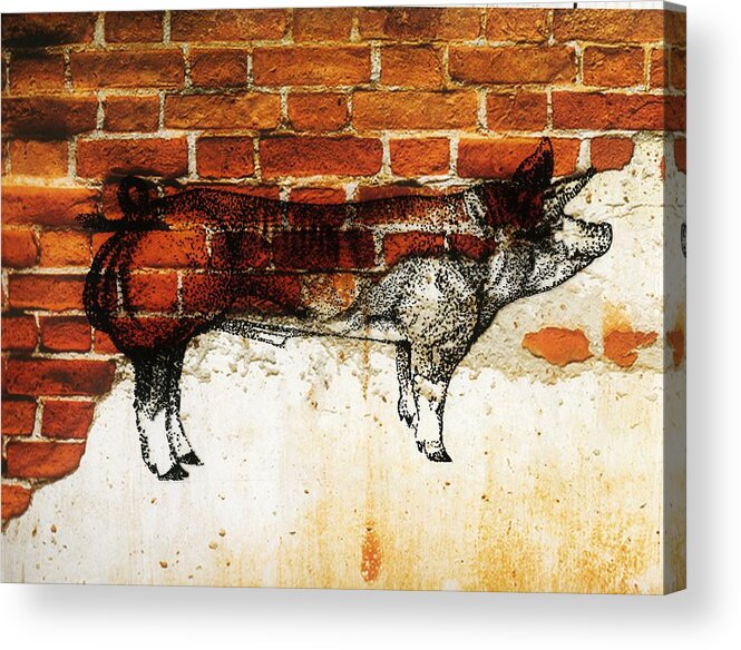 German Pietrain Boar Acrylic Print featuring the photograph German Pietrain 21 by Larry Campbell