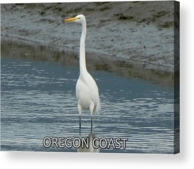 White Heron Acrylic Print featuring the photograph Giant White Heron by Gallery Of Hope 