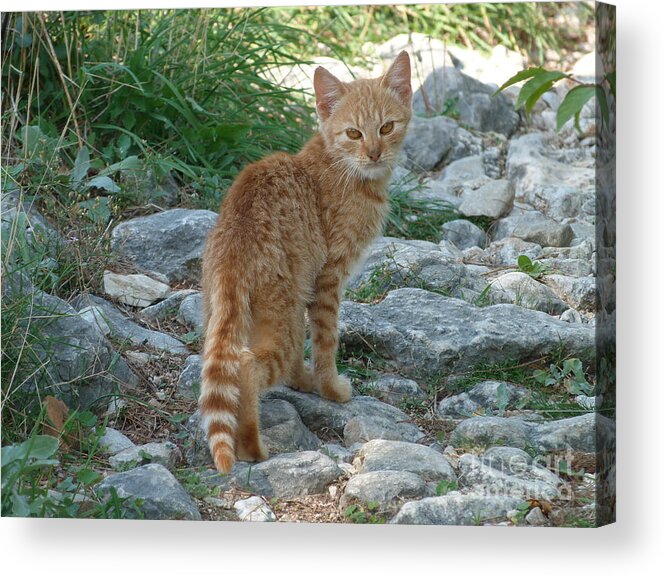 Cat Acrylic Print featuring the photograph Ginger Cat by Phil Banks