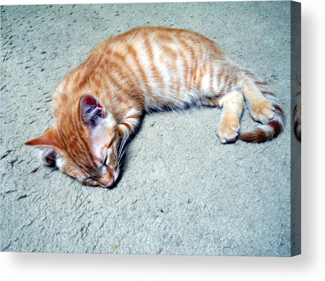 Cat Acrylic Print featuring the photograph Ginger Sleeps by Eric Forster