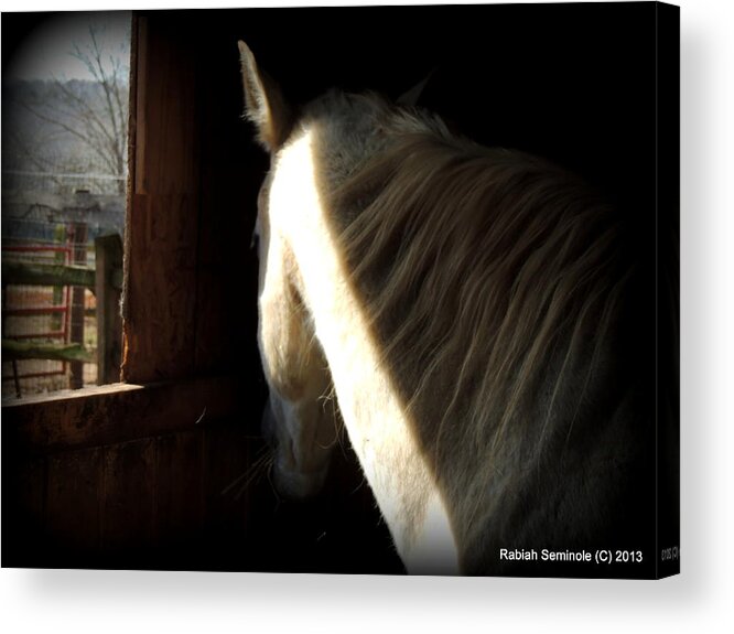 Horse Acrylic Print featuring the photograph Gitchie by Rabiah Seminole