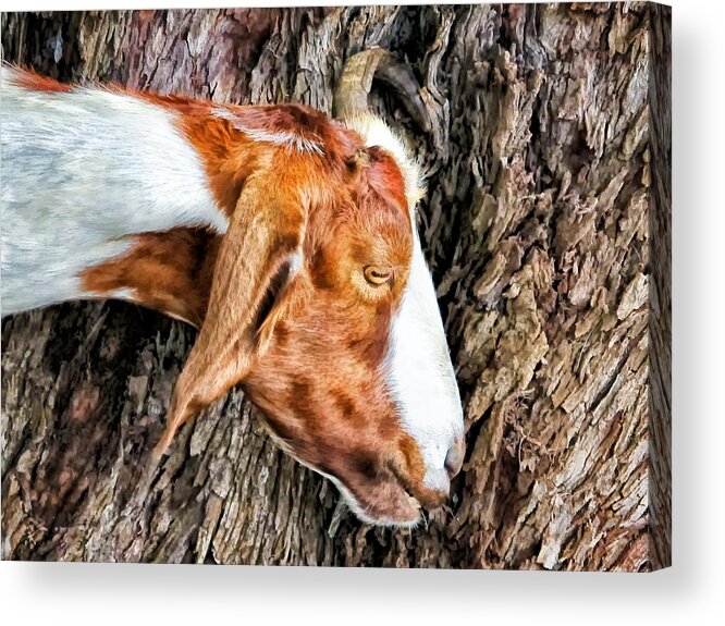 Goat Acrylic Print featuring the photograph Goat 3 by Dawn Eshelman