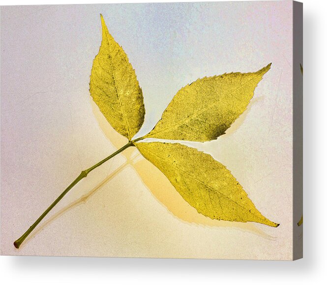 Autumn Acrylic Print featuring the photograph Gold Leaf by Jerry Nettik