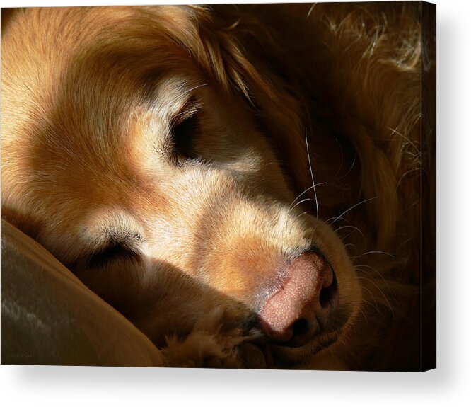 Golden Retriever Acrylic Print featuring the photograph Golden Retriever Dog Quiet Time by Jennie Marie Schell