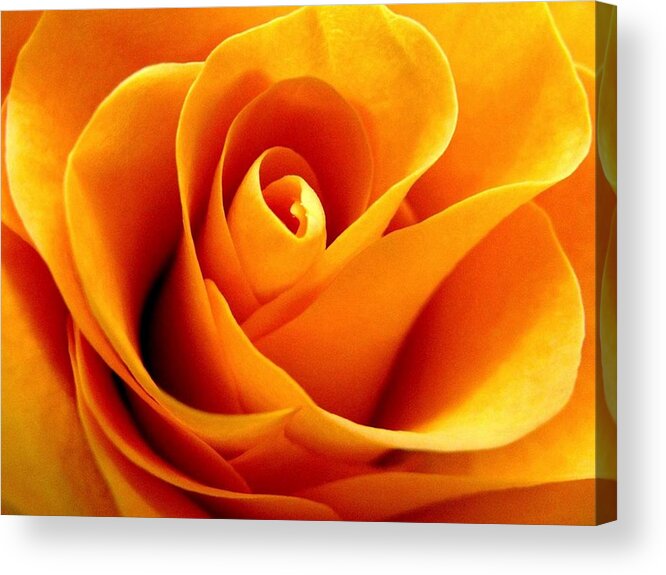 Rhonda Barrett Acrylic Print featuring the photograph Golden Rose by Rhonda Barrett