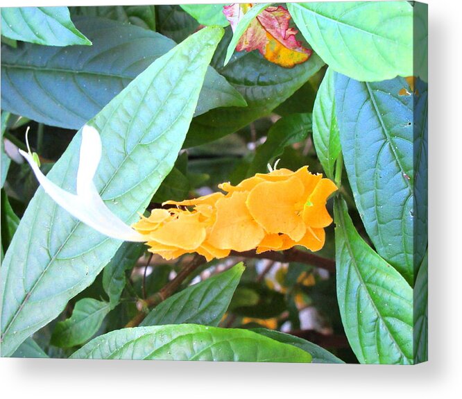 Art Acrylic Print featuring the photograph Golden Shrimp Plant by Ashley Goforth