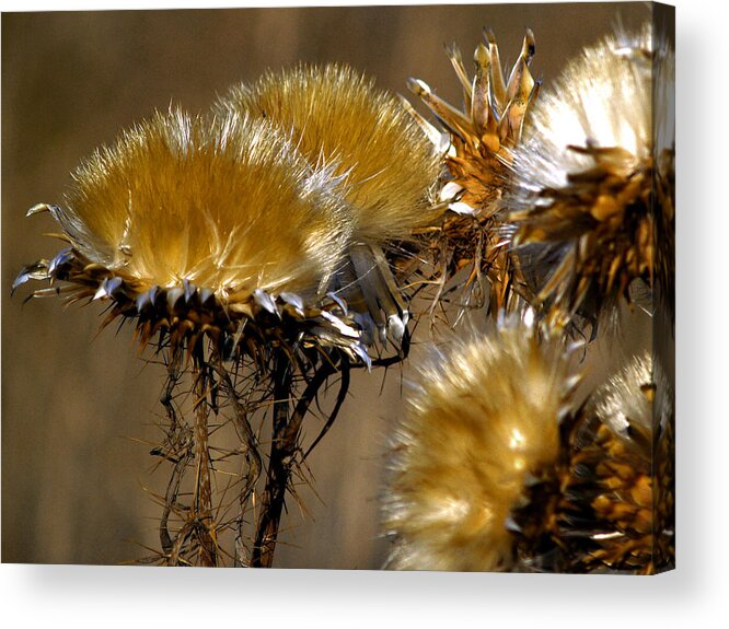 Wild Flowers Acrylic Print featuring the photograph Golden Thistle by Bill Gallagher
