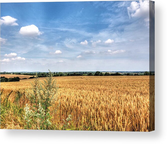 Farm Landscape Acrylic Print featuring the photograph Golden Wheat Fields by Gill Billington
