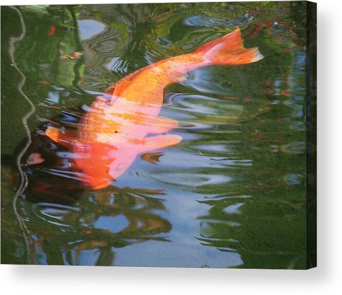 Golfish Acrylic Print featuring the photograph Goldfish by Cornelia DeDona