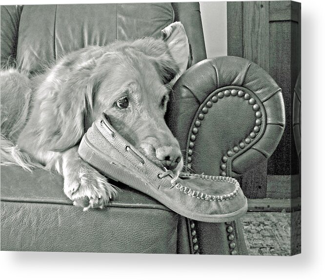 Dogs Acrylic Print featuring the photograph Good Day To Be On The Couch With My Slippers by Mary Halpin