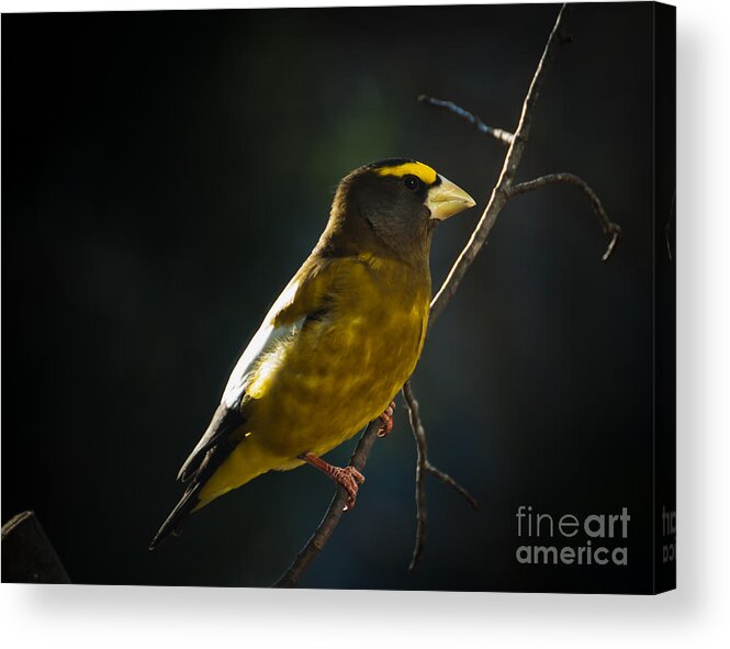 Grosbeak Acrylic Print featuring the photograph Good Morning by Cheryl Baxter