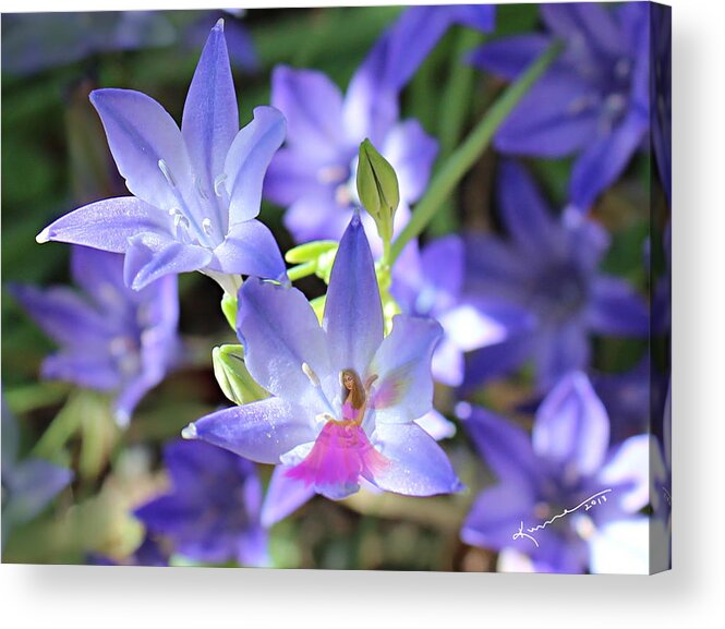 Fairy Acrylic Print featuring the photograph Good Morning My Fairy by Kume Bryant