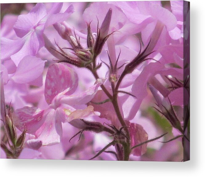 Nature Acrylic Print featuring the photograph Grace by Loretta Pokorny