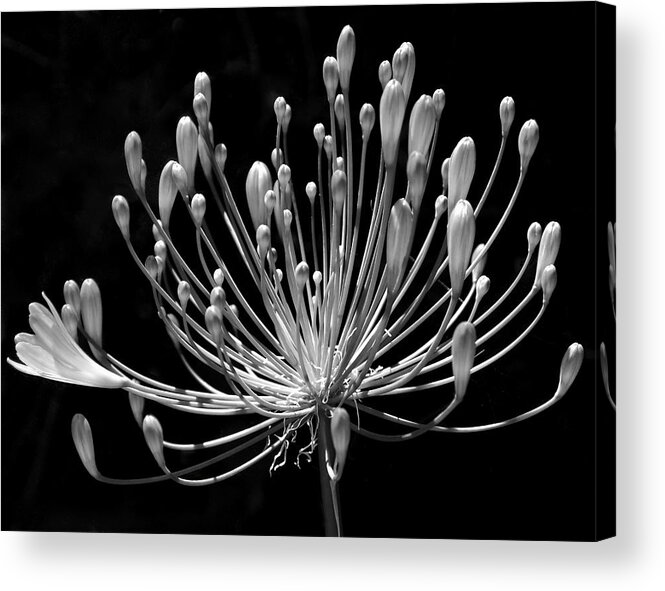 Agapanthus Acrylic Print featuring the photograph Grace by Rona Black