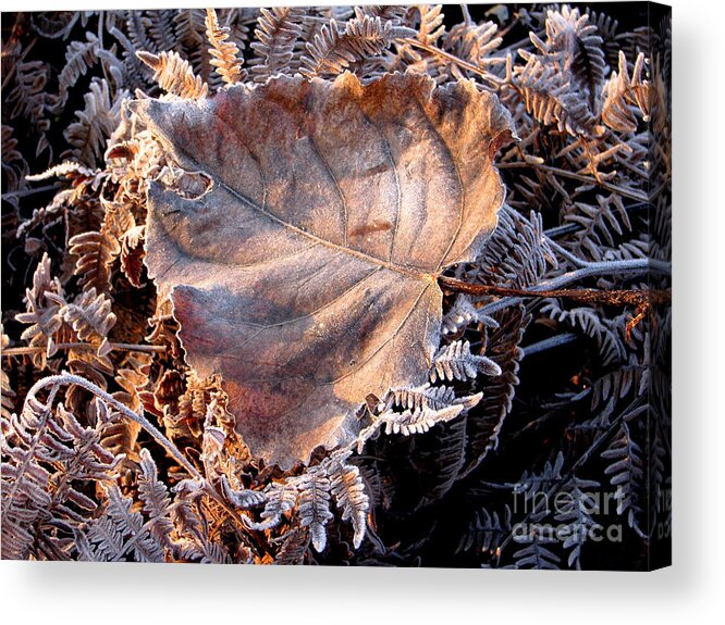 Fall Acrylic Print featuring the photograph Graced By Frost by Rory Siegel