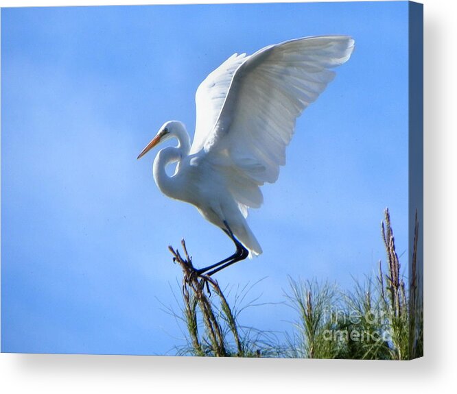 Heron Acrylic Print featuring the photograph Graceful Landing by Deb Halloran