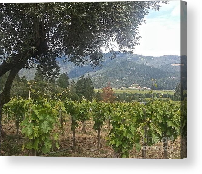 Grapes Acrylic Print featuring the photograph Grapes Grow in the Vineyard by Christy Gendalia