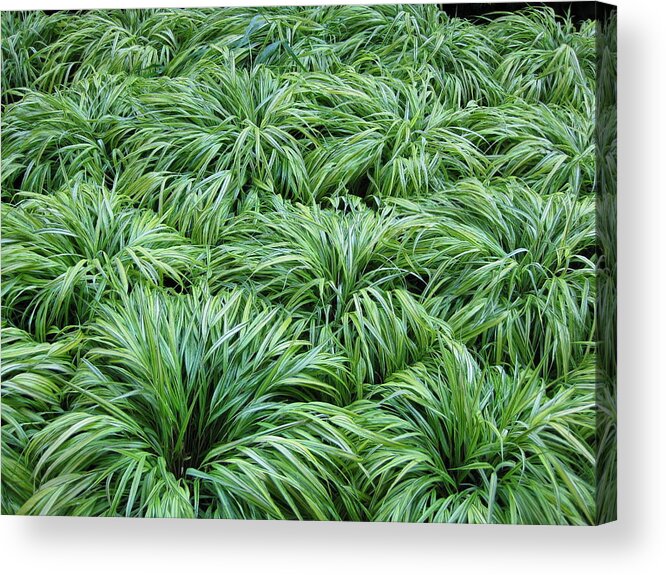 Grass Acrylic Print featuring the photograph Grass by Brooke Friendly