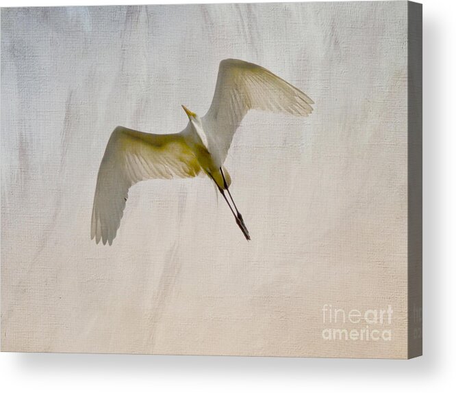 Egret Acrylic Print featuring the photograph Great Egret Sky Ballet by Kerri Farley