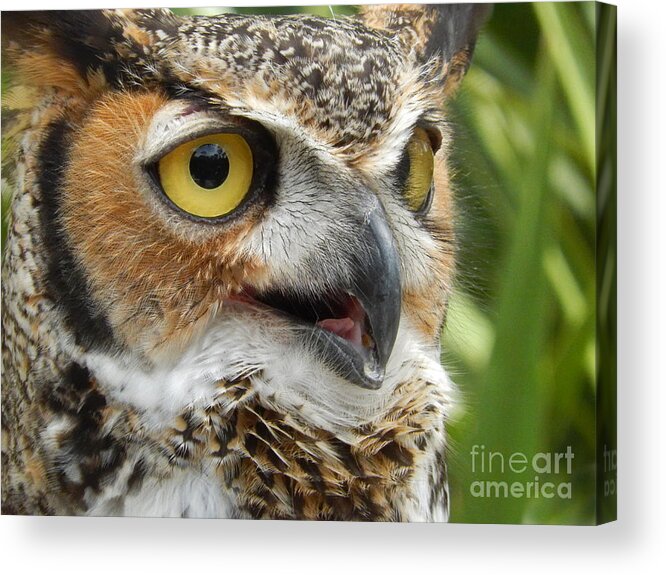 Great Horned Owl Acrylic Print featuring the photograph Great Horned Owl No.3 by John Greco