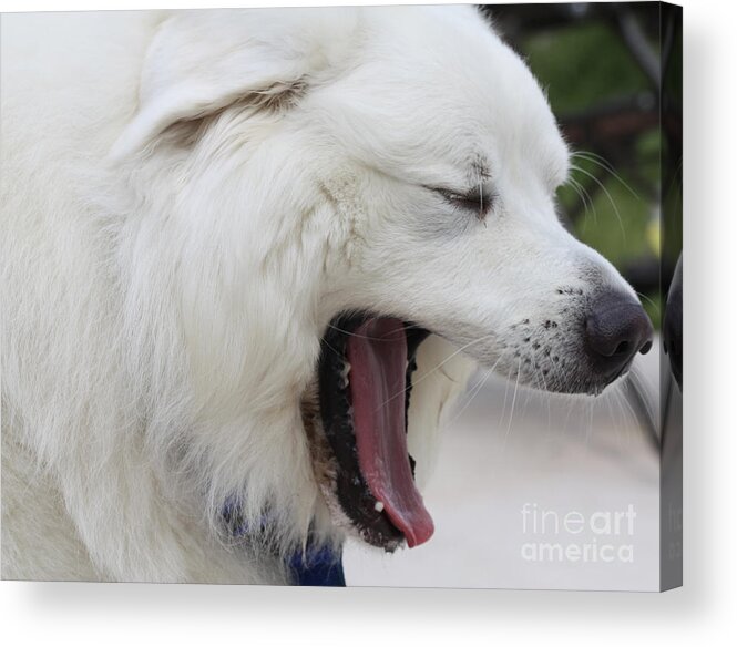 Great Pyrnesse Feelin A Little Tired Acrylic Print featuring the photograph Great Pyrnesse Feelin A Little Tired by John Telfer