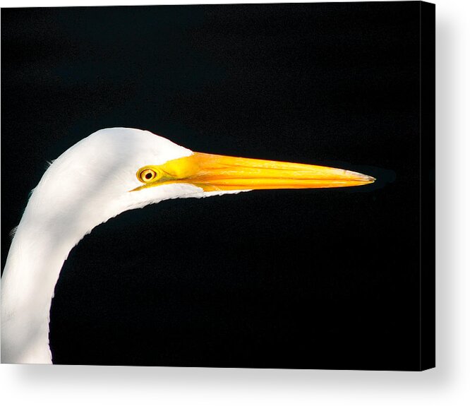 Bird Acrylic Print featuring the photograph Great White Headshot. Merritt Island N.W.R. by Chris Kusik