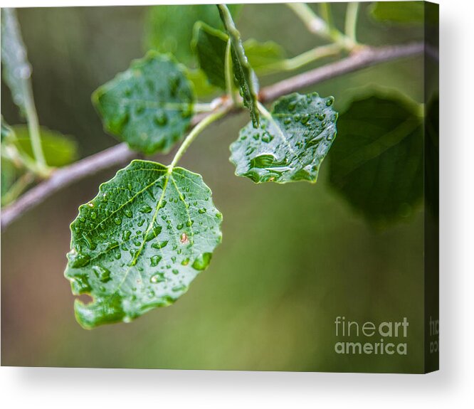  Acrylic Print featuring the photograph Green by Eugenio Moya