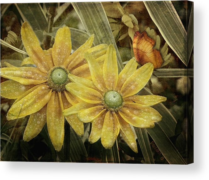 Flower Acrylic Print featuring the photograph Green Eyed Susie by Barbara Orenya