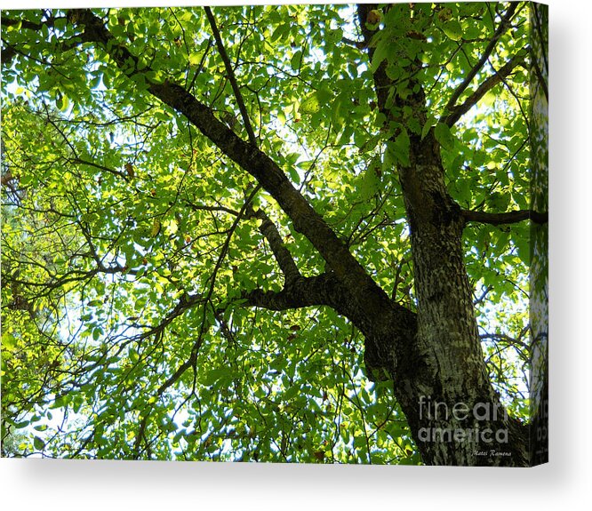 Green Acrylic Print featuring the photograph Green by Ramona Matei